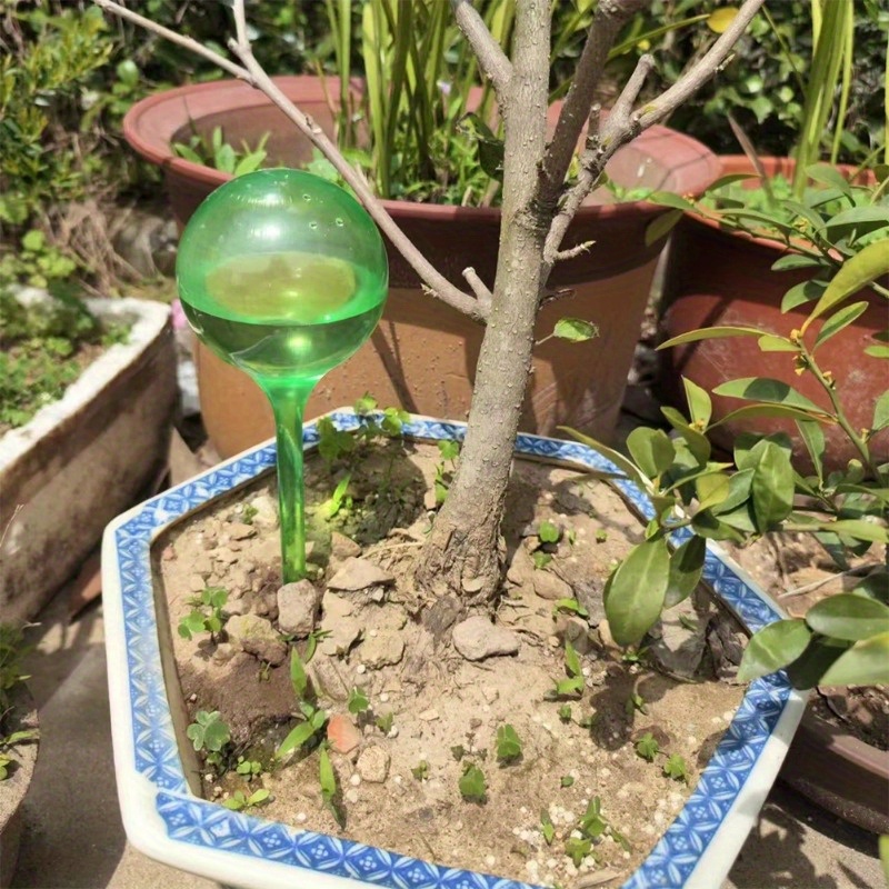6PCS Indoor Plants Self Wateri - đánh giá và giá Plant Parent Kit