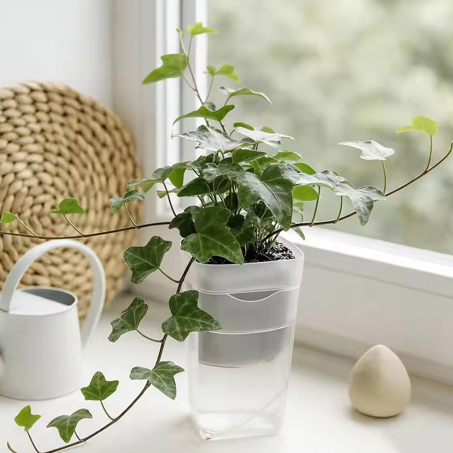 12/24PCS Self Watering Succule - đánh giá và giá Plant Parent Kit