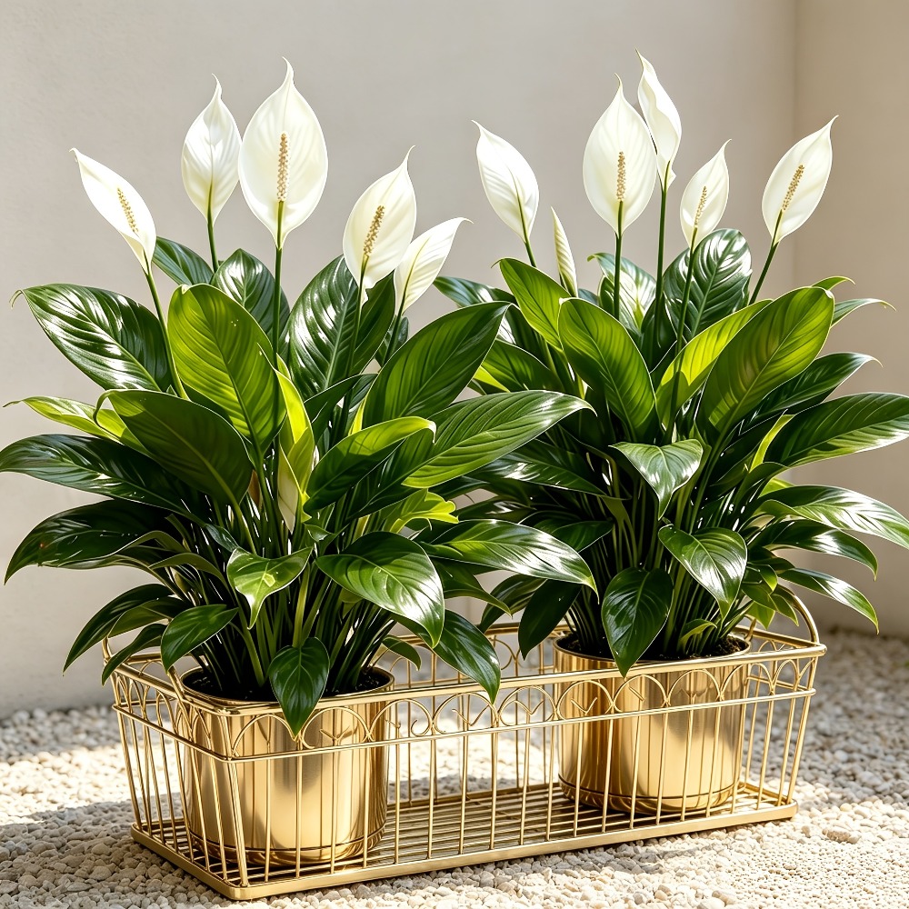 2 Piece High Quality Large Art - đánh giá và giá Peace Lily White