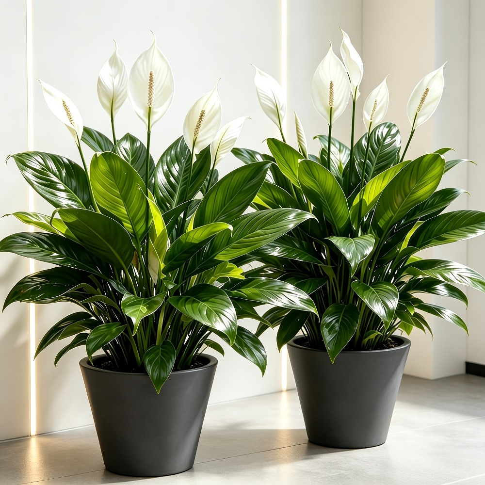 2 Piece High Quality Large Art - đánh giá và giá Peace Lily White